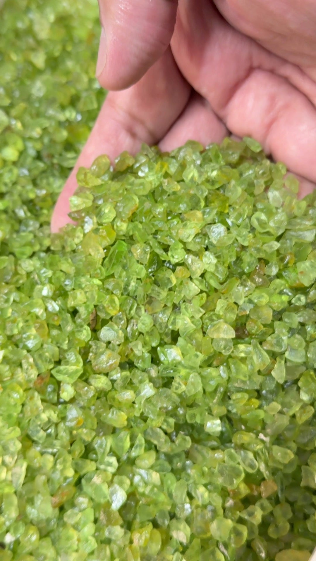 GoGo Peridot Lot, melee rough, 1.558kg / 1558gm / 7790ct, Tanzania, Untreated Unheated, we haven’t washed these, they still have the oil on from when the miner brought it in, 0.80ct average size, eye clean and better, literally US$0.6 per gm