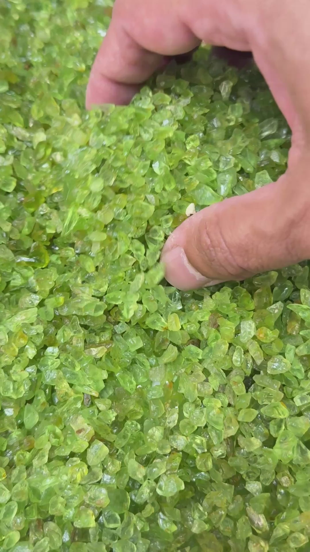 GoGo Peridot Lot, melee rough, 1.558kg / 1558gm / 7790ct, Tanzania, Untreated Unheated, we haven’t washed these, they still have the oil on from when the miner brought it in, 0.80ct average size, eye clean and better, literally US$0.6 per gm